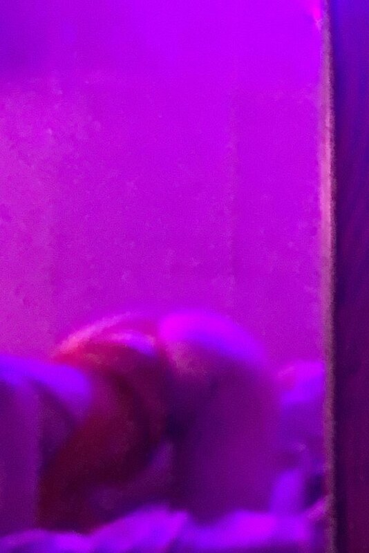 AIXA PALACIO nude photo 20