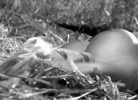 Anna Nicole Smith nude photo 11