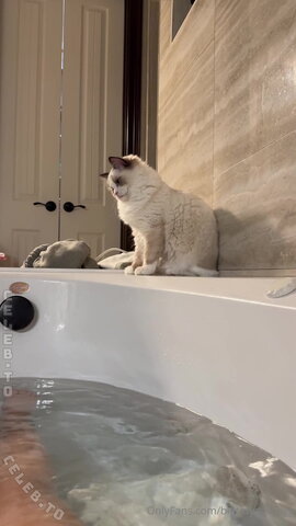 bigtittygothegg – My kitten Fern is confused by the bathtub