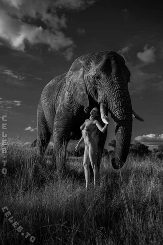 Genevieve Morton – Elephant collection