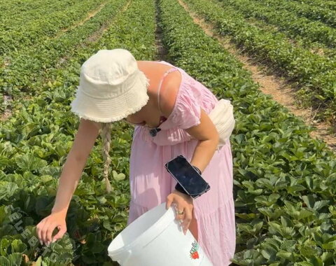 Milschbaum – The third attempt at picking strawberries