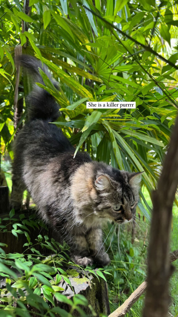 Instagram – ⠀X⠀ – Maimy Nyan [social media] – Nude Leaks